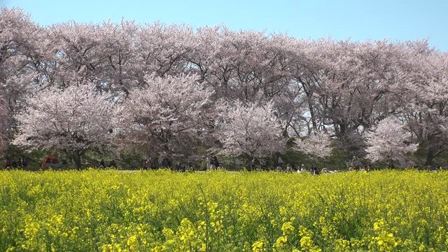 SATTE,  SAITAMA,  JAPAN - CIRCA APRIL 2019 : CHERRY BLOSSOMS and RAPE FLOWER (CANOLA FLOWER).  Spring season.