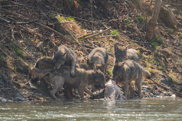 A pack of wolves (Canis lupus)  with a hunted wild boar (Sus scrofa) . Bieszczady Mountains. Poland