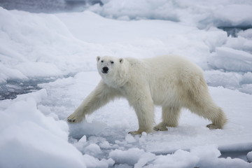 Obraz na płótnie Canvas Polar bear walking among the ice inthe Arctic
