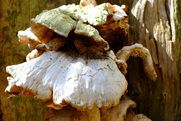 Pilz am Baumstamm