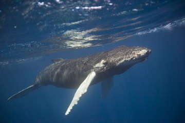 Naklejka premium Humpback whale underwater in the Caribbean