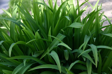 green grass background