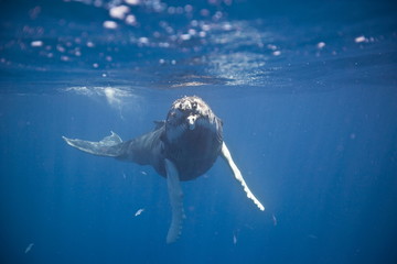 Humpback whale underwater in the Caribbean - 264239852