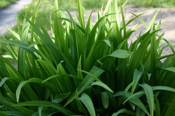 green grass with water drops