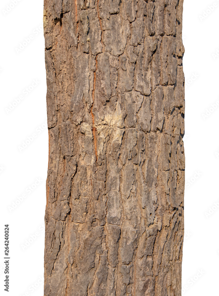 Poster Trunk of a tree Isolated On White Background