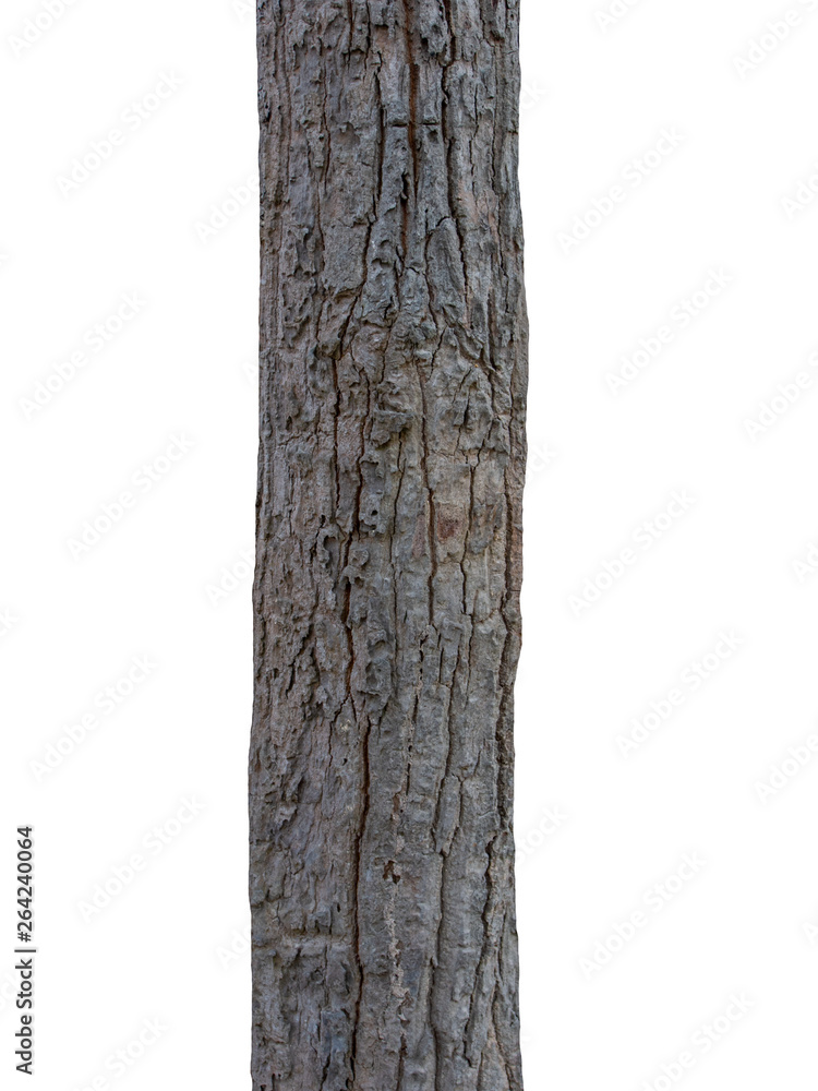 Poster Trunk of a tree Isolated On White Background