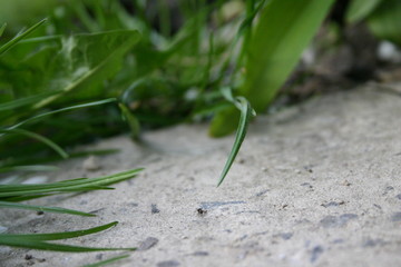 ant on green leaf