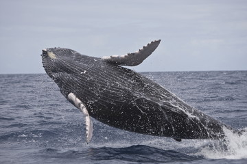 Obraz premium Humpback whale breaching in the Caribbean