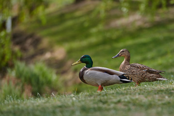 Ducks in the park. bird festivity