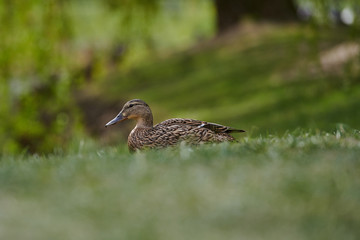 Duck in the park. bird festivity