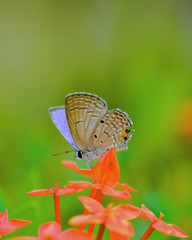 The Beautiful Flower in the garden