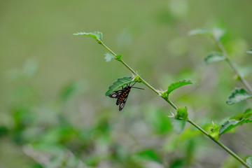 The Beautiful Flower in the garden