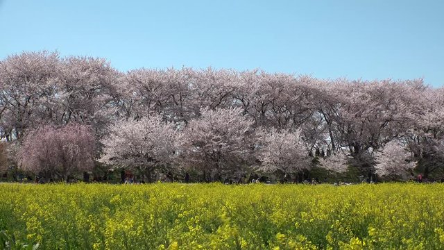 SATTE,  SAITAMA,  JAPAN - CIRCA APRIL 2019 : CHERRY BLOSSOMS and RAPE FLOWER (CANOLA FLOWER).  Spring season.