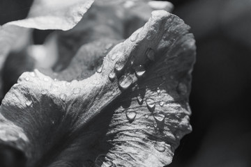 Black and white abstraction iris flower after rain pastel image