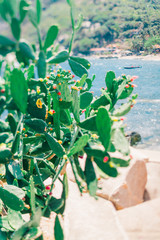 Blooming green cactus on a background of beautiful tropical beaches. Tropical plant. Koh Tao island in Thailand.