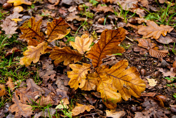 Oak Leaf