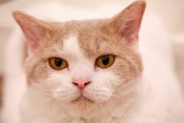 Cute cat at home, curious, lazy, diverse expression