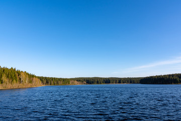 forest with lake landscape