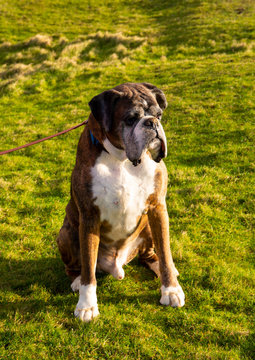 Ziggy the Boxer
