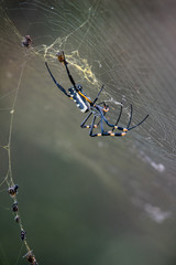 Golden Orb Web Spider mit Beute, fotografiert in Südafrika, Kruger National Park / Selati Game...