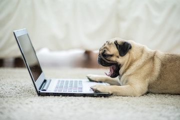 Cute dog Pug breed lying and yawning on ground looking on computer laptop screen working and typing...