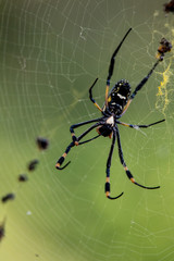 Golden Orb Web Spider mit Beute, fotografiert in Südafrika, Kruger National Park / Selati Game Reserve