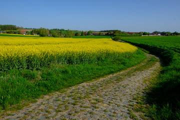 Flowering Rapeseed Plants