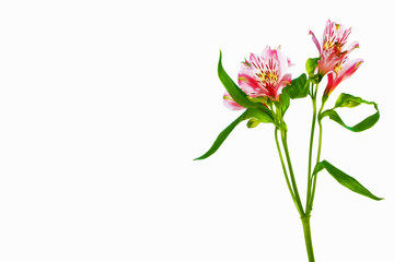 Bright alstroemeria flowers isolated on white background.