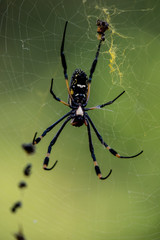 Golden Orb Web Spider mit Beute, fotografiert in Südafrika, Kruger National Park / Selati Game Reserve