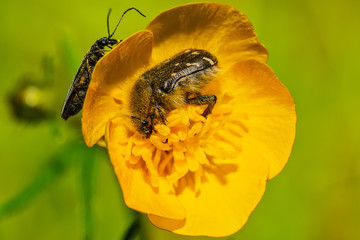 Tropinota hirta insect on yellow flower macro.