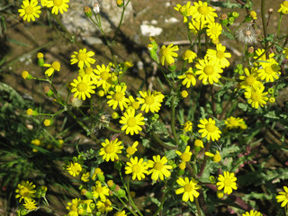Beginning of the spring with yellow wild flowers in the north of Iran, Gilan.