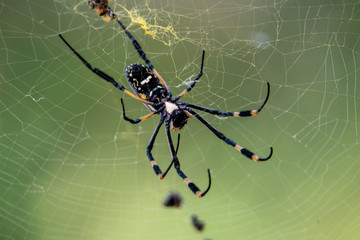 Golden Orb Web Spider mit Beute, fotografiert in Südafrika, Kruger National Park / Selati Game...