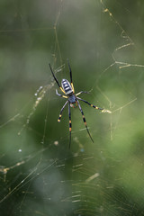 Golden Orb Web Spider mit Beute, fotografiert in Südafrika, Kruger National Park / Selati Game Reserve