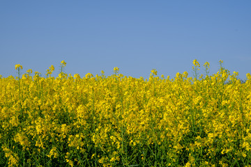 Obraz premium Flowering Rapeseed Plants