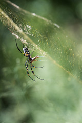 Golden Orb Web Spider mit Beute, fotografiert in Südafrika, Kruger National Park / Selati Game Reserve