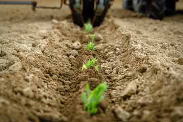 Transplantation of organic lavender with agricultural machinery