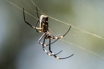 Golden Orb Web Spider mit Beute, fotografiert in Südafrika, Kruger National Park / Selati Game...