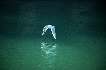 seagull