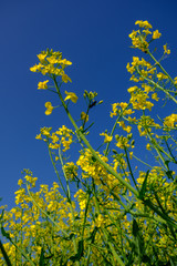 Flowering Rapeseed Plants