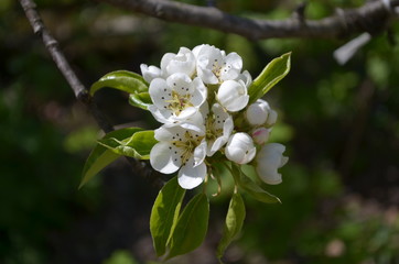 pear branch with white flowers and buds