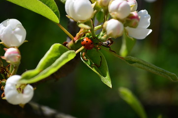 Fototapeta na wymiar pear branch with white flowers and buds