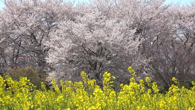 SATTE,  SAITAMA,  JAPAN - CIRCA APRIL 2019 : CHERRY BLOSSOMS and RAPE FLOWER (CANOLA FLOWER).  Spring season.