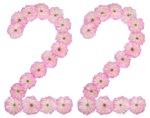 Numeral 22, twenty two, from natural pink flowers of almond tree, isolated on white background