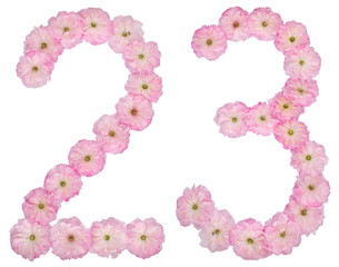 Numeral 23, twenty three, from natural pink flowers of almond tree, isolated on white background