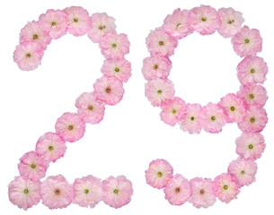 Numeral 29, twenty nine, from natural pink flowers of almond tree, isolated on white background