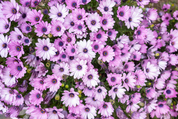 The roadside Wildflower