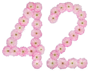 Numeral 42, forty two, from natural pink flowers of almond tree, isolated on white background
