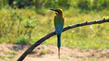 The beautiful colorful bird on the branch