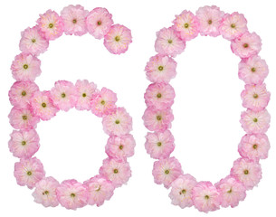 Numeral 60, sixty, from natural pink flowers of almond tree, isolated on white background