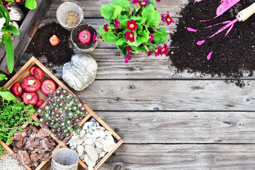 Garden tools, flowers, fertilizers, seeds, garden tools on a wooden background. Spring garden working concept. Copy space. Top view, flat lay.